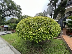 Magnolia figo