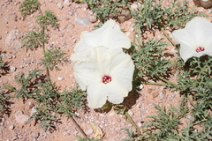 Distimake bipinnatipartitus