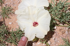 Distimake bipinnatipartitus