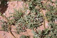 Distimake bipinnatipartitus