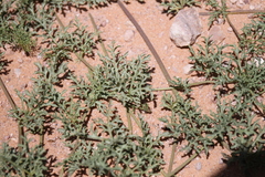 Distimake bipinnatipartitus