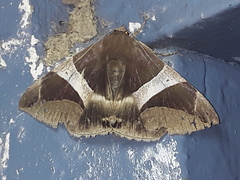 Bastilla praetermissa