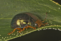 Calomela ruficeps
