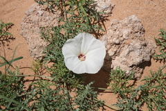 Distimake bipinnatipartitus