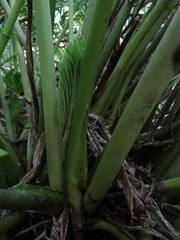 Anisotome lyallii