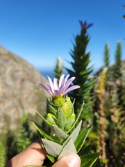 Senecio speciosissimus