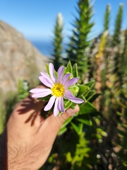 Senecio speciosissimus