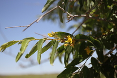 Grewia bicolor bicolor
