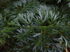 Anisotome lyallii