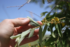 Grewia bicolor bicolor