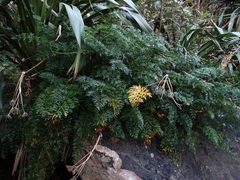 Anisotome lyallii