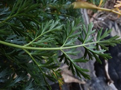 Anisotome lyallii