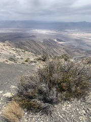 Tetracoccus ilicifolius