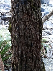 Brachyglottis rotundifolia rotundifolia