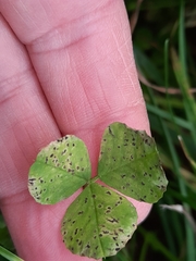 Pseudopeziza trifolii