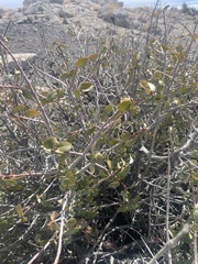 Tetracoccus ilicifolius