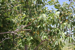 Grewia bicolor bicolor