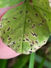 Pseudopeziza trifolii