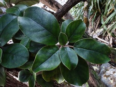 Brachyglottis rotundifolia rotundifolia