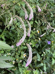 Uraria crinita