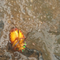 Chrysocoris