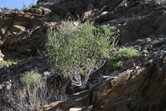 Commiphora virgata