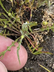 Microseris bigelovii