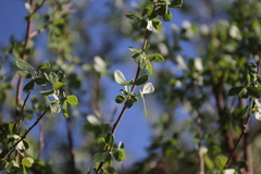 Commiphora virgata