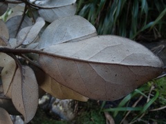 Brachyglottis rotundifolia rotundifolia