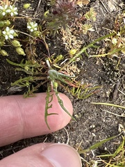 Microseris bigelovii