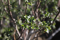 Commiphora virgata