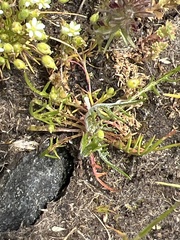 Microseris bigelovii