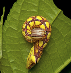Antithemerastis acrobela