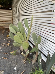 Opuntia ficus-indica