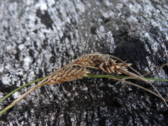 Carex testacea