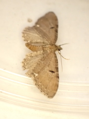 Eupithecia assimilata