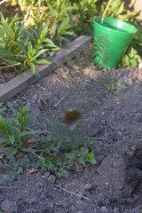 Foeniculum vulgare dulce