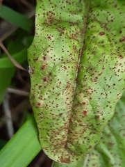 Puccinia crepidicola