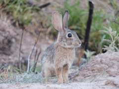 Sylvilagus audubonii