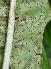 Puccinia crepidicola