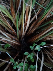 Carex testacea