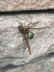 Oecophylla smaragdina