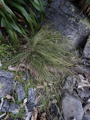 Carex testacea