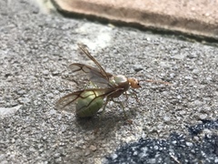 Oecophylla smaragdina