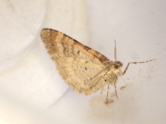 Xanthorhoe spadicearia