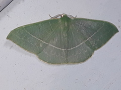 Geometra flavifrontaria