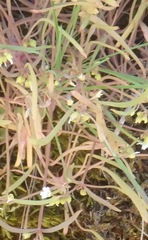 Montia linearis