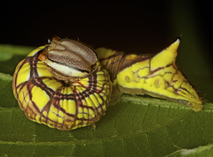 Antithemerastis acrobela