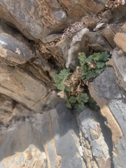 Phacelia perityloides