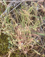 Montia linearis